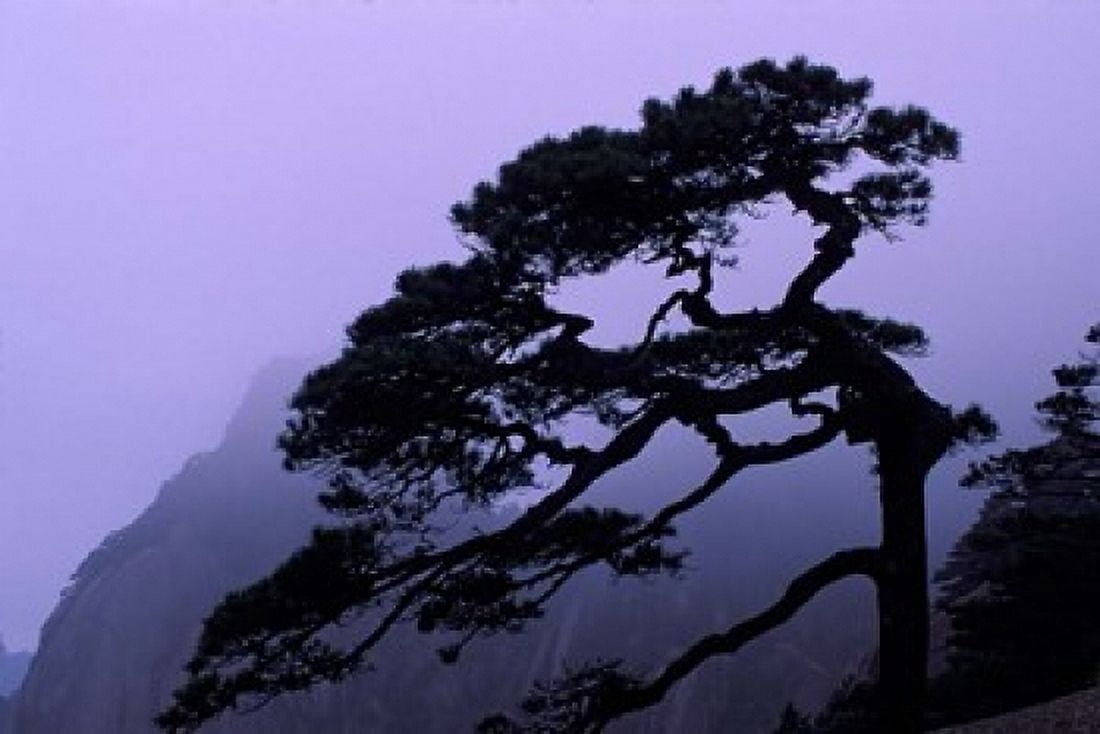 Seeing Off Pine Tree on Mt Huangshan (Yellow Mountain) China Canvas Art - Keren Su DanitaDelimont (18 x 12)