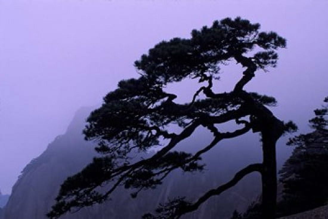 Seeing Off Pine Tree on Mt Huangshan (Yellow Mountain) China Canvas Art - Keren Su DanitaDelimont (36 x 24)