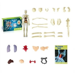 Smart anatomy interactive human body shop