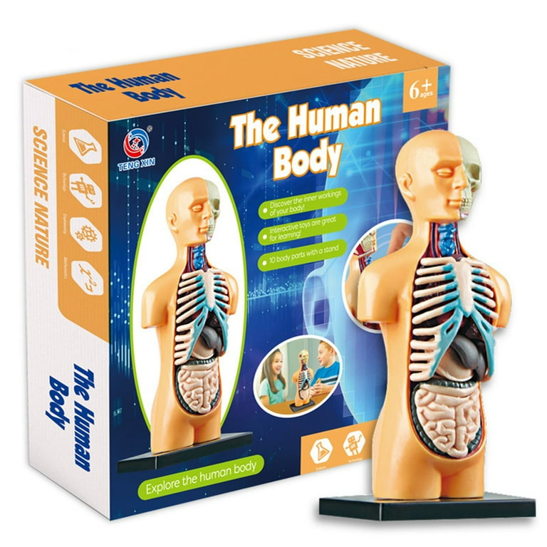 Human anatomy toys for toddlers sales