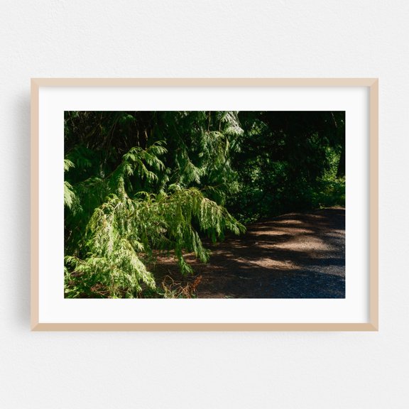 Seeking Sustenance Near Hoyt Arboretum's Quiet Grace - Portland Oregon Photography Forest Nature Woodland Wilderness Scenic Botanical Summer Oak Framed Wall Art Print 16 x 24 inches