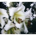 thumbnail image 1 of Sehnsucht - Wuste - Alternative - CD, 1 of 1