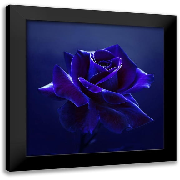 Seidel, Lily 20x20 Black Modern Framed Museum Art Print Titled - Midnight Rose