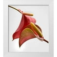 thumbnail image 1 of Seidman, Barry 15x17 White Modern Wood Framed Museum Art Print Titled - Anthurium 2, 1 of 4