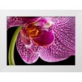 thumbnail image 1 of Seidman, Barry 32x24 White Modern Wood Framed Museum Art Print Titled - Purple Orchid 2, 1 of 4