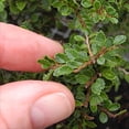 thumbnail image 1 of Seiju Dwarf Chinese Elm - Ulmus parvifolia - 2.5" Pot - Fairy Garden/Bonsai, 1 of 4