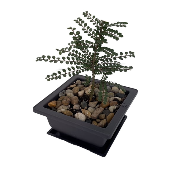 Seiju Dwarf Chinese Elm - Ulmus parvifolia - 4.7" Square Bonsai Pot and Saucer