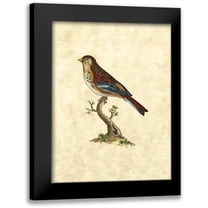 Selby, John 12x14 Black Modern Framed Museum Art Print Titled - Selby Birds IV