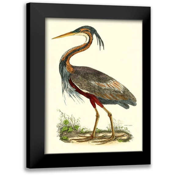 Selby, John 14x18 Black Modern Framed Museum Art Print Titled - Purple Heron