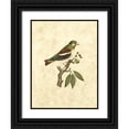 thumbnail image 1 of Selby, John 15x18 Black Ornate Wood Framed with Double Matting Museum Art Print Titled - Selby Birds V, 1 of 4