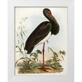 thumbnail image 1 of Selby, John Prideaux 20x24 White Modern Wood Framed Museum Art Print Titled - Black Stork, 1 of 4