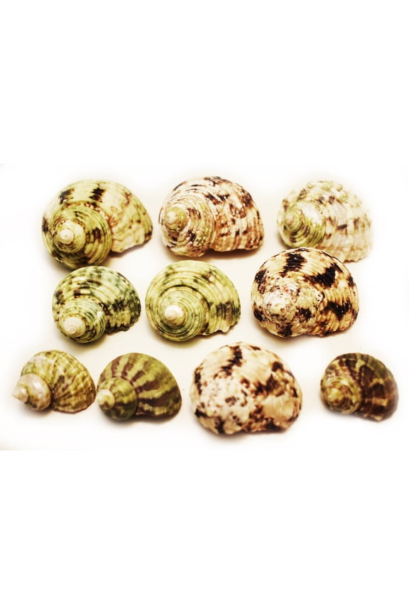 Select 10 Hermit Crab Shells Turbo Changing Seashells Small-Medium 1"-2" Size (Opening Size 5/8" - 1") Beautiful