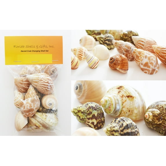 Select 15 Hermit Crab Shells Assorted Changing Seashells SMALL 3/4"-2" Size (opening size 3/8" - 1 1/4") Beautiful