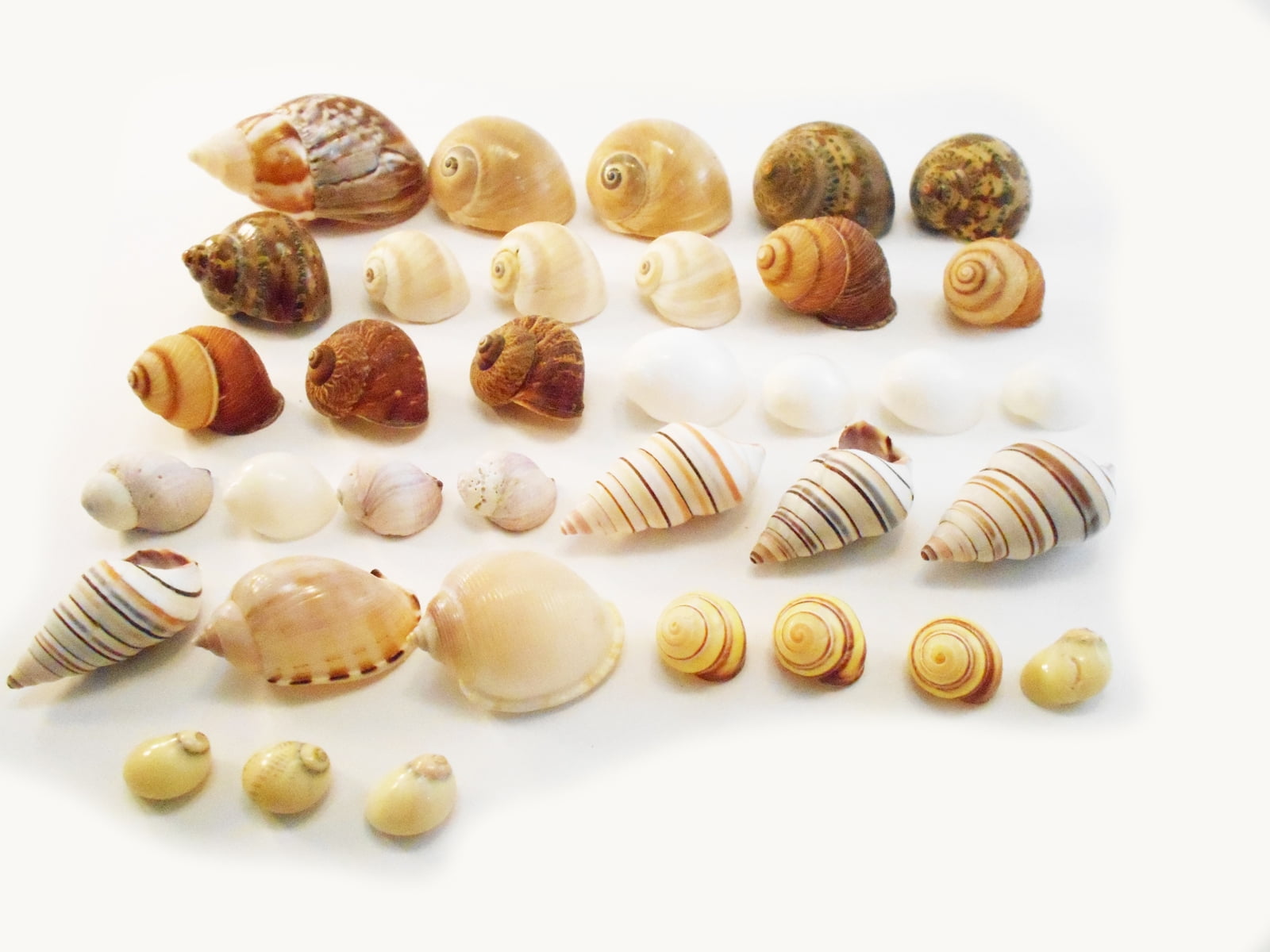 Select 35 Hermit Crab Shells Assorted Changing Seashells SMALL 1/2-2 Size  (opening size 1/4 - 1) Beautiful 