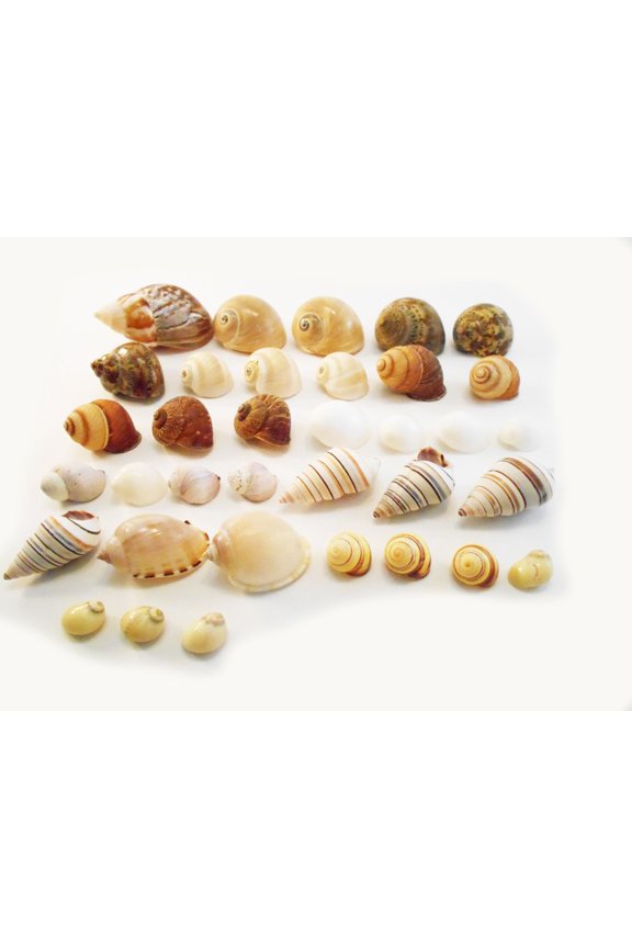Select 35 Hermit Crab Shells Assorted Changing Seashells SMALL 1/2"-2" Size (opening size 1/4" - 1") Beautiful