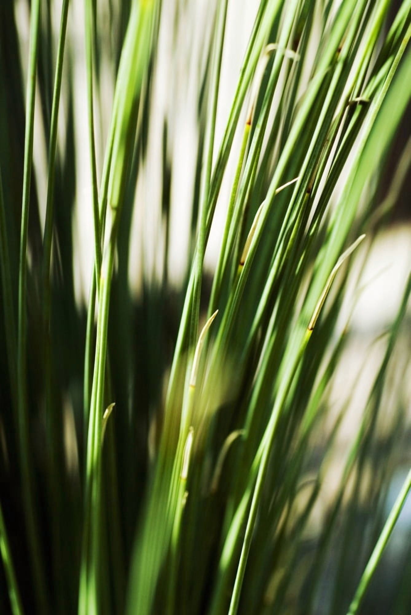 Selective Focus Of Green Grassy Shoots Canvas Art - Ray Laskowitz Design Pics (11 x 17)