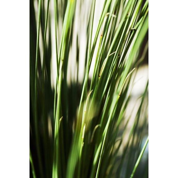 Selective Focus Of Green Grassy Shoots. Poster Print (11 x 17)