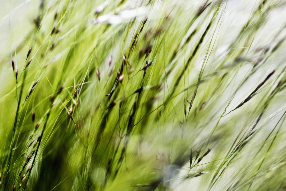 Selective Focus Of Green Ornamental Grass (Stipa Gigantea) Canvas Art - Ray Laskowitz Design Pics (17 x 11)