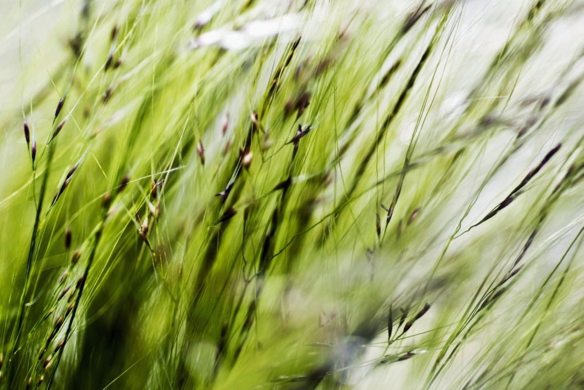 Selective Focus Of Green Ornamental Grass (Stipa Gigantea) Canvas Art - Ray Laskowitz Design Pics (34 x 22)