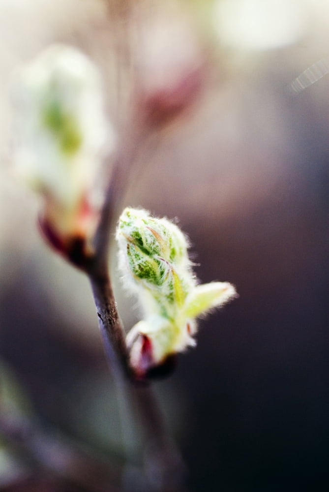 Selective Focus On Single Green Bud Cottonwood Tree Canvas Art - Ray Laskowitz Design Pics (22 x 34)