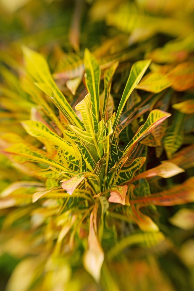 Selective Focus On Yellow Croton Leaves Canvas Art - Ron Dahlquist  Design Pics (11 x 17)