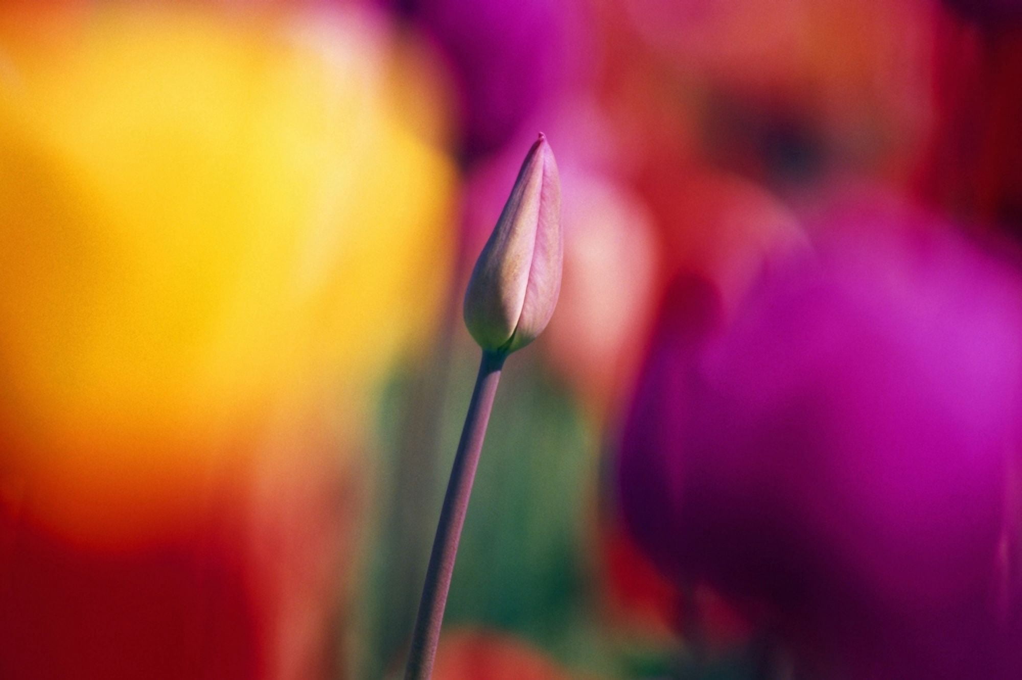 Selective Focus Tulip Flower Field Canvas Art - Natural Selection Craig Tuttle Design Pics (36 x 24)