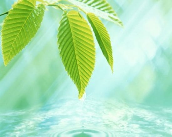 Selective focus close up of green leaves above water ripples in blue Canvas Art - Panoramic Images (24 x 20)