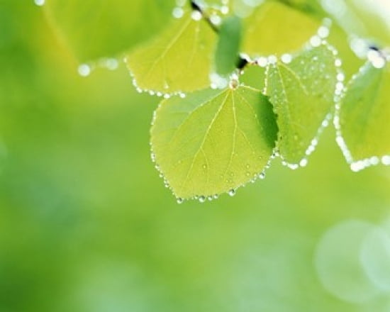 Selective focus close up of green leaves hanging from tree Canvas Art - Panoramic Images (24 x 20)