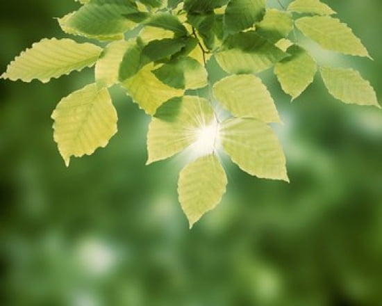 Selective focus close up of green leaves hanging from tree Canvas Art - Panoramic Images (24 x 20)