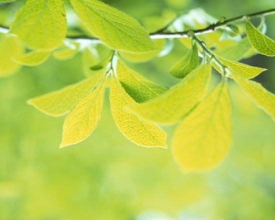 Selective focus close up of green leaves hanging from tree Canvas Art - Panoramic Images (24 x 20)