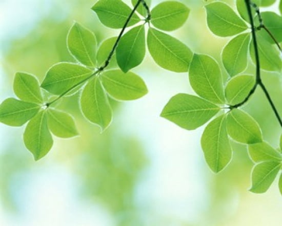 Selective focus close up of green leaves hanging from tree Canvas Art - Panoramic Images (36 x 29)