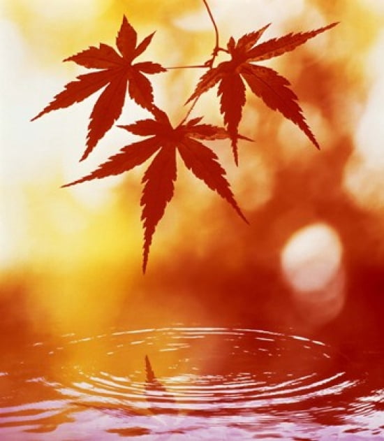 Selective focus of red leaves above water ripples Canvas Art - Panoramic Images (32 x 36)