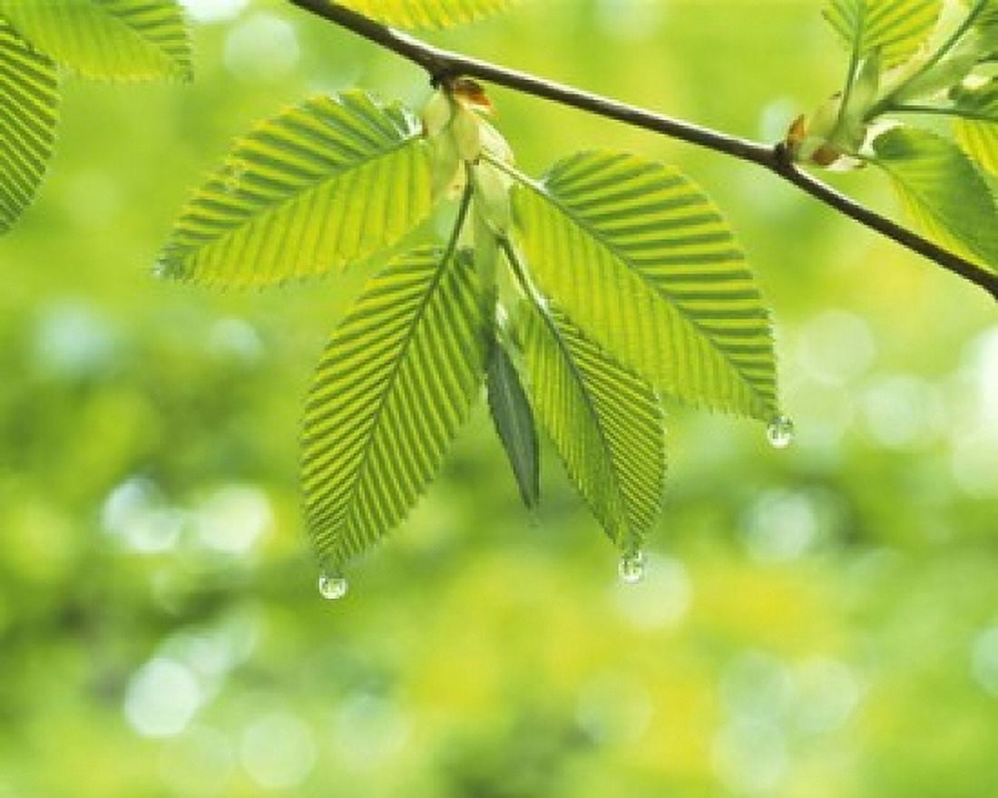Selective focus striped leaves on branch with forest in back Canvas Art - Panoramic Images (16 x 13)