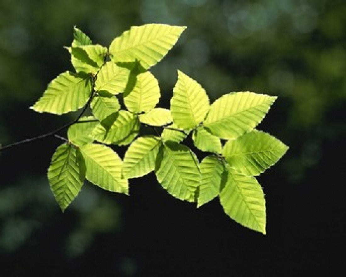 Selective focus striped leaves on branch with forest in back Canvas Art - Panoramic Images (16 x 13)