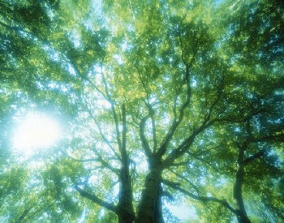 Selective focus trees in forest Canvas Art - Panoramic Images (16 x 13)