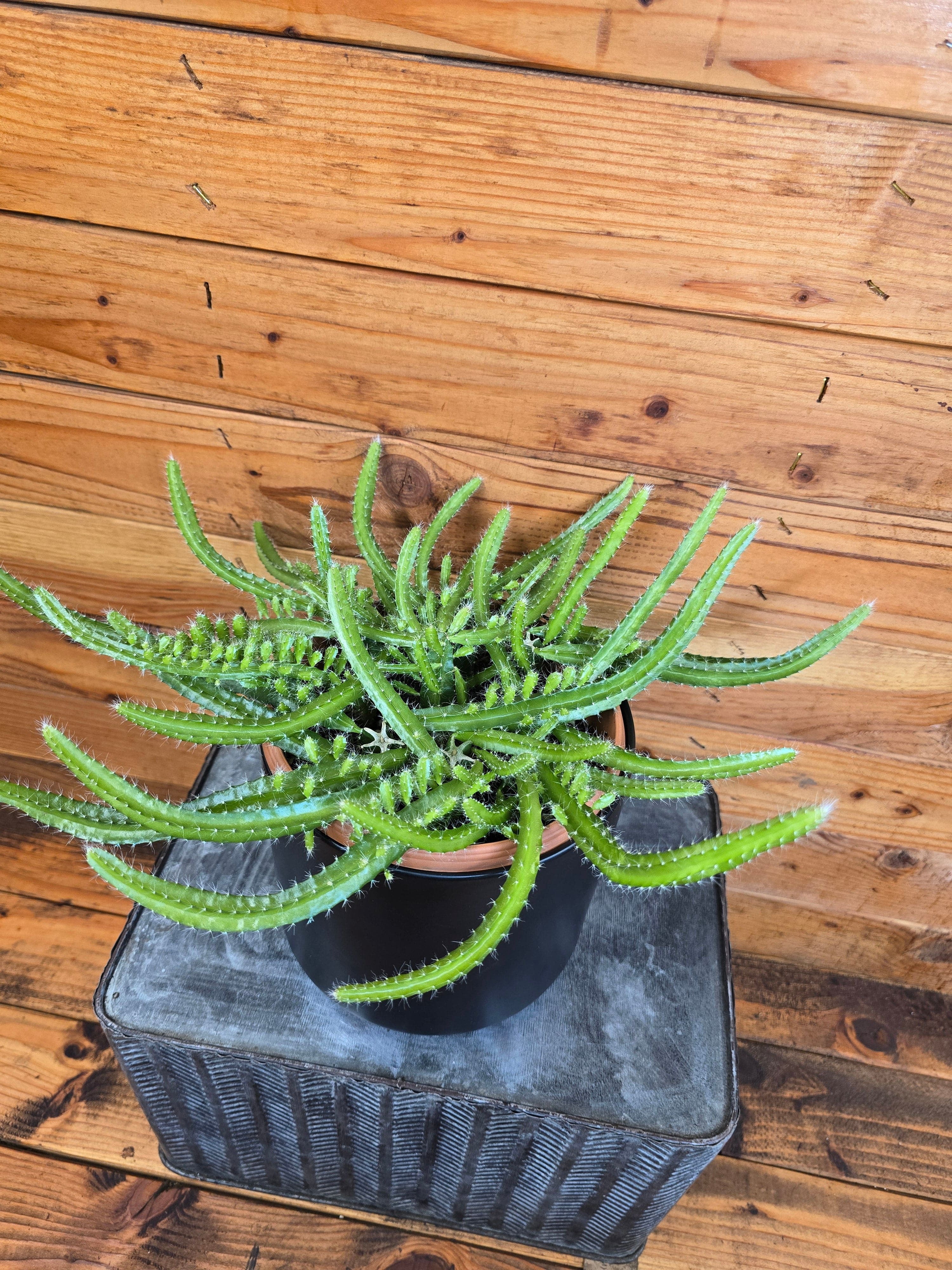 Selenicereus Dog Tail Cactus, 6" Plant, The Plant Farm - Walmart.com