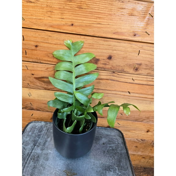 Selenicereus chrysocardium Fernleaf Cactus, 4" Plant