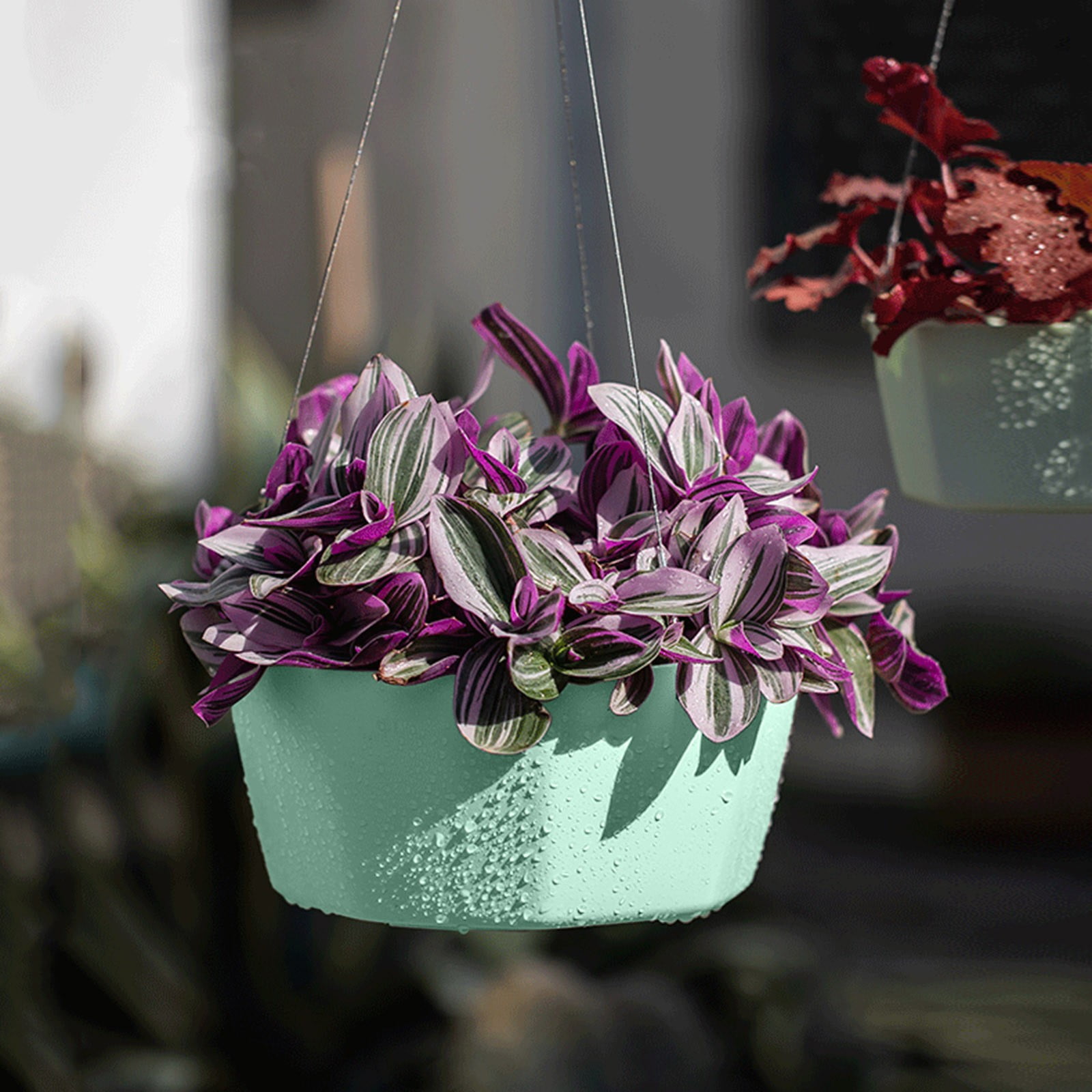 Self Absorbent Lazy Pot Hanging Basket Phalaenopsis Green And Succulent