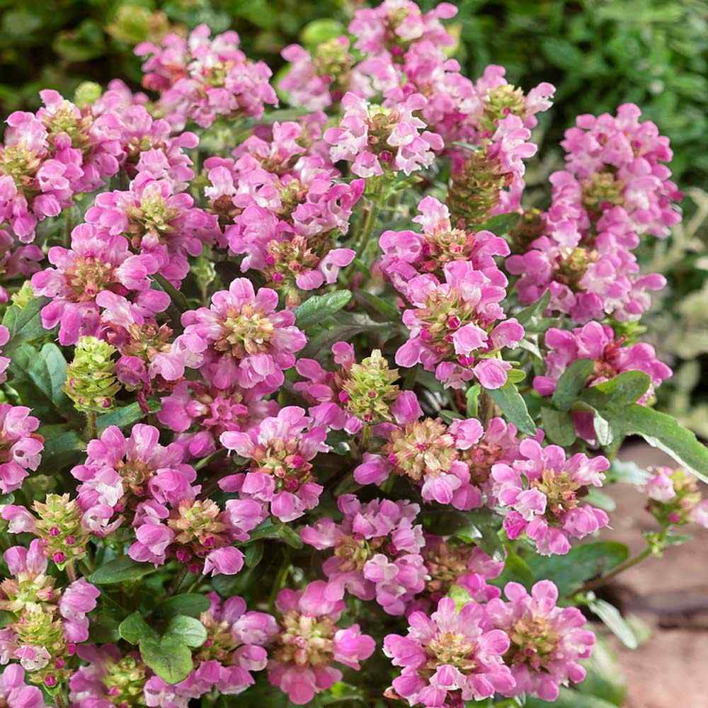 Outsidepride 50 Self Heal Prunella Bella Rose, Drought Tolerant