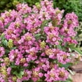 thumbnail image 1 of Outsidepride 50 Self Heal Prunella Bella Rose, Drought Tolerant, 1 of 3