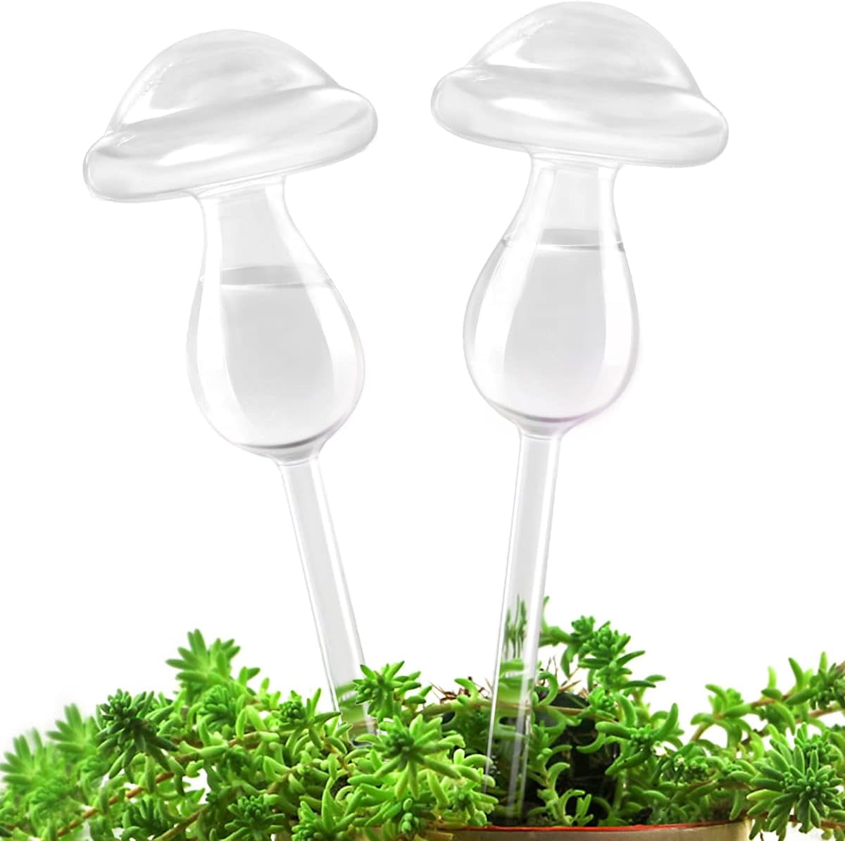SelfWatering Glass Bulbs for Plants — 2 Clear MushroomShaped Hydro Balls for Indoors and
