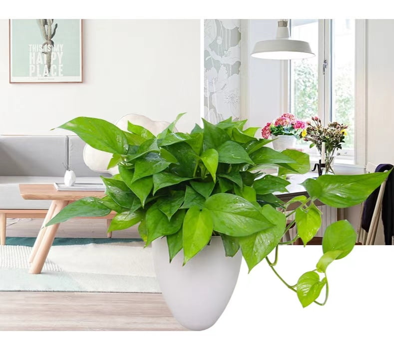 Self Watering Hanging Planter, Unique Eggshell Hanging Succulent Flower Pots Home Office Indoor Decorative Container, White