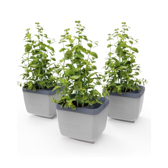 BUZZY Seeds Herb Buddy Self-Watering Herb Planter with Water Level Indicator – Indoor Kitchen & Windowsill Planter (Gray)