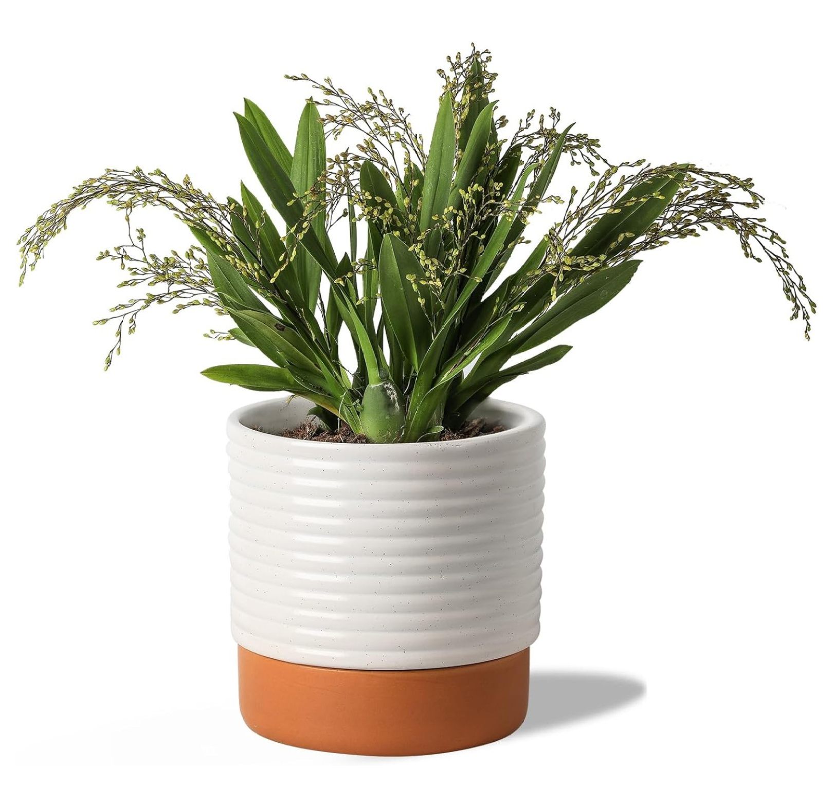 Self Watering Plant Pot : 8 Inch Ceramic Planter with Drainage Hole ...