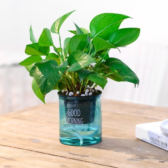 Self Watering Planter, Self Watering Pots for Indoor Plants, 4 Inch Clear African Violet Pots for Indoor Plants, Automatic-Watering Planter with Drainage, Wick Rope, Windowsill Gardens, Herb, Orchid