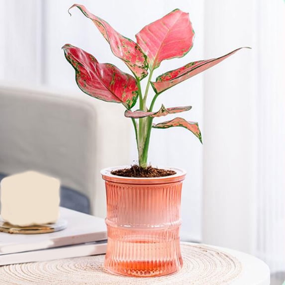 Self Watering Planter with Water Reservoir - Transparent Plastic Flower Pot for Indoor Plants, Desktop Hydroponic Self Absorbing Container for Succulents, Potted Plants, Home Office Decor