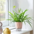 thumbnail image 1 of Self-Watering Pothos Planter Pot, Stackable Water Culture Plant Container, Automatic Irrigation System, for Indoor Succulents or Herbs, 1 of 6