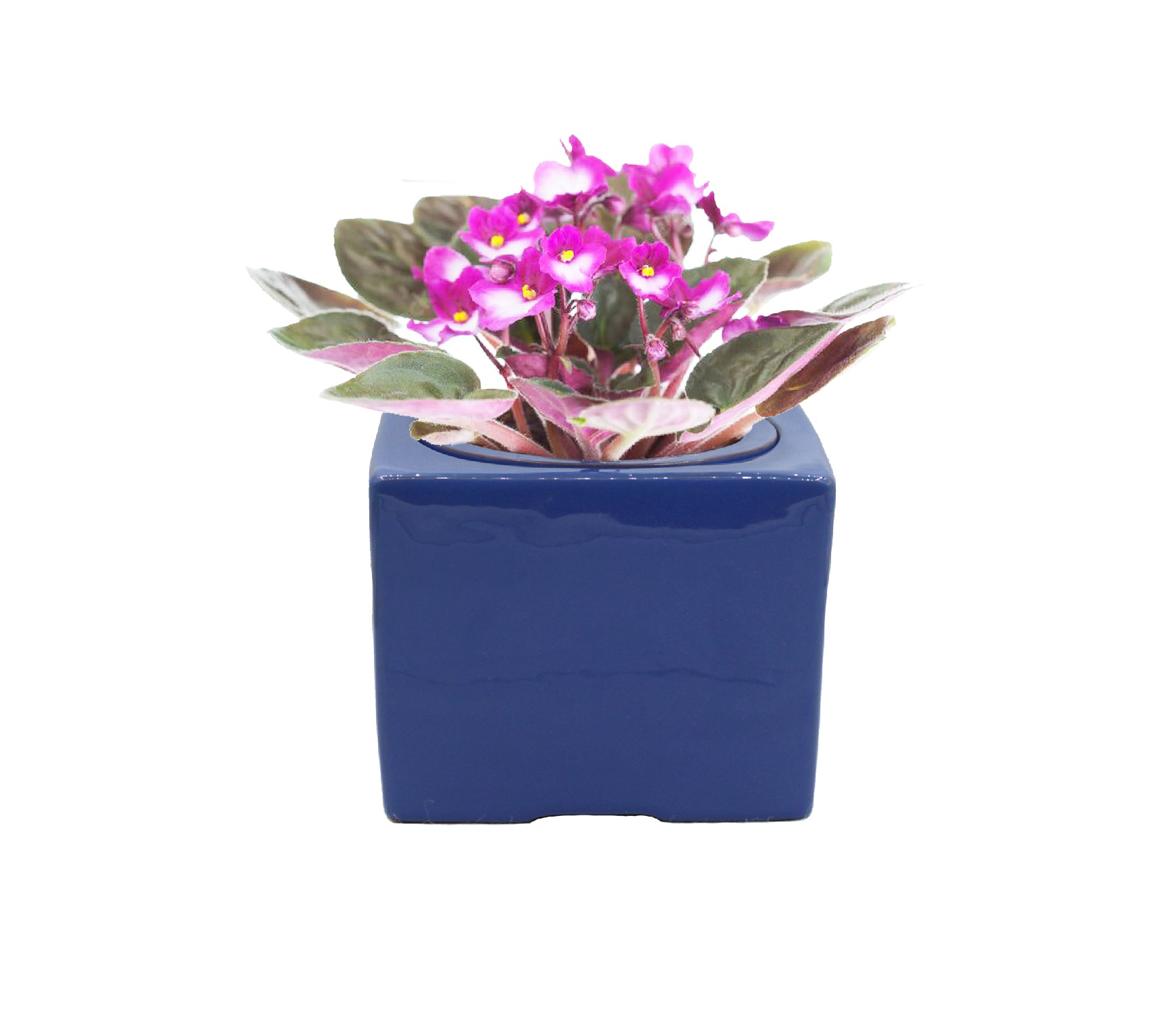 Self-Watering Square Terracotta Pot for African Violets and Small Plants, Red Clay Planter with Inner Pot and Reservoir, 6 Inch, Blue