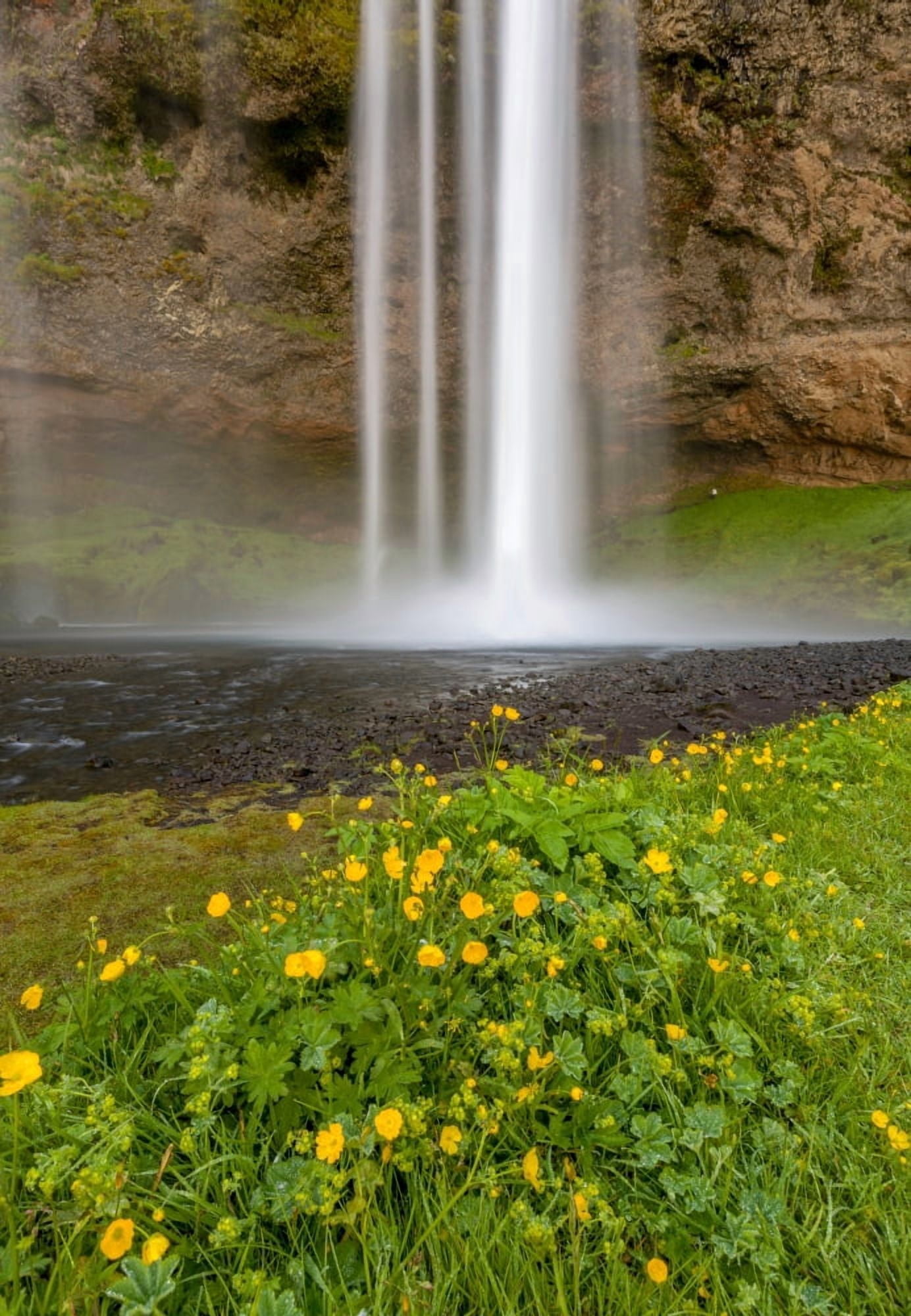 Seljalandsfoss Waterfall Iceland Canvas Art - Panoramic Images (25 x 36)