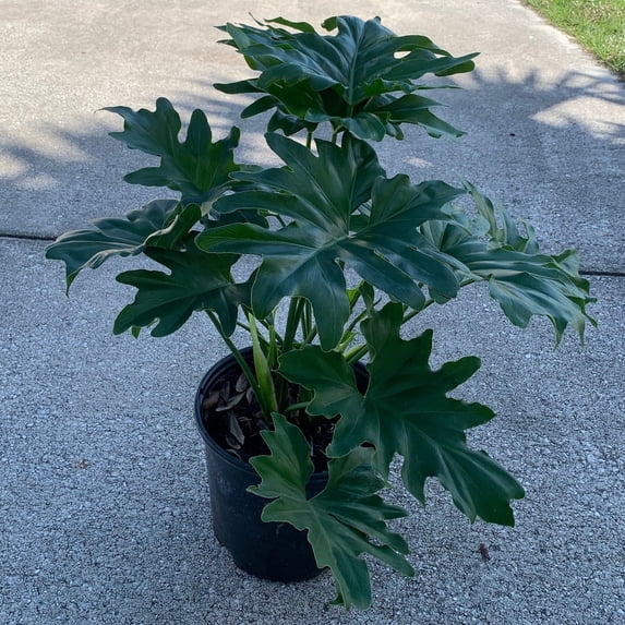 Selloum Philodendron Live Indoor House Plant, 30in. Tall Green Lacy Tree; Indirect Light, Live Plant in 10in. Grower Pot